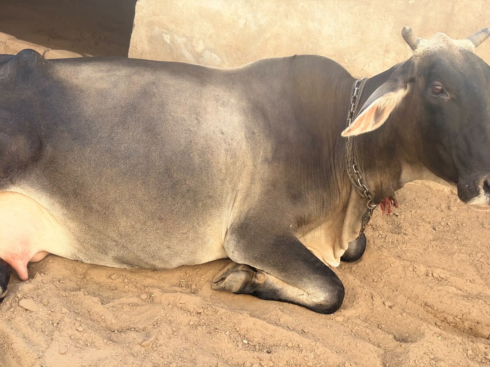 Local cow in Gurugram, Haryana — for sale on Go-LX (photo 2)