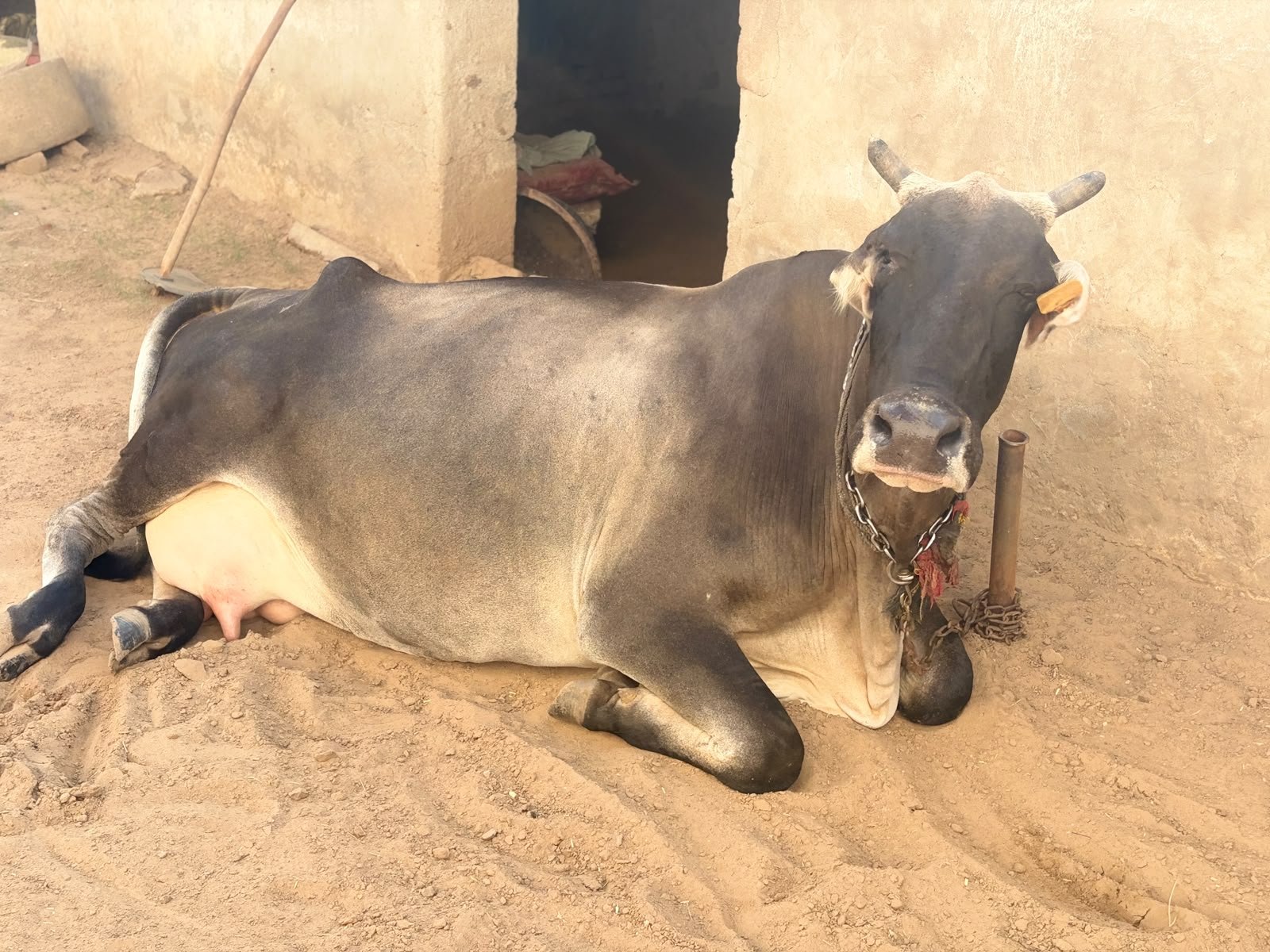 Local cow in Gurugram, Haryana — for sale on Go-LX (photo 3)