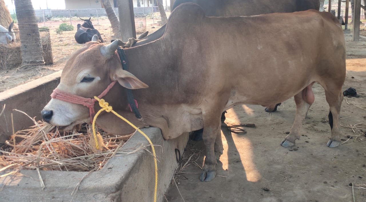 Punganur bull in East Godavari, Andhra Pradesh — for sale on Go-LX