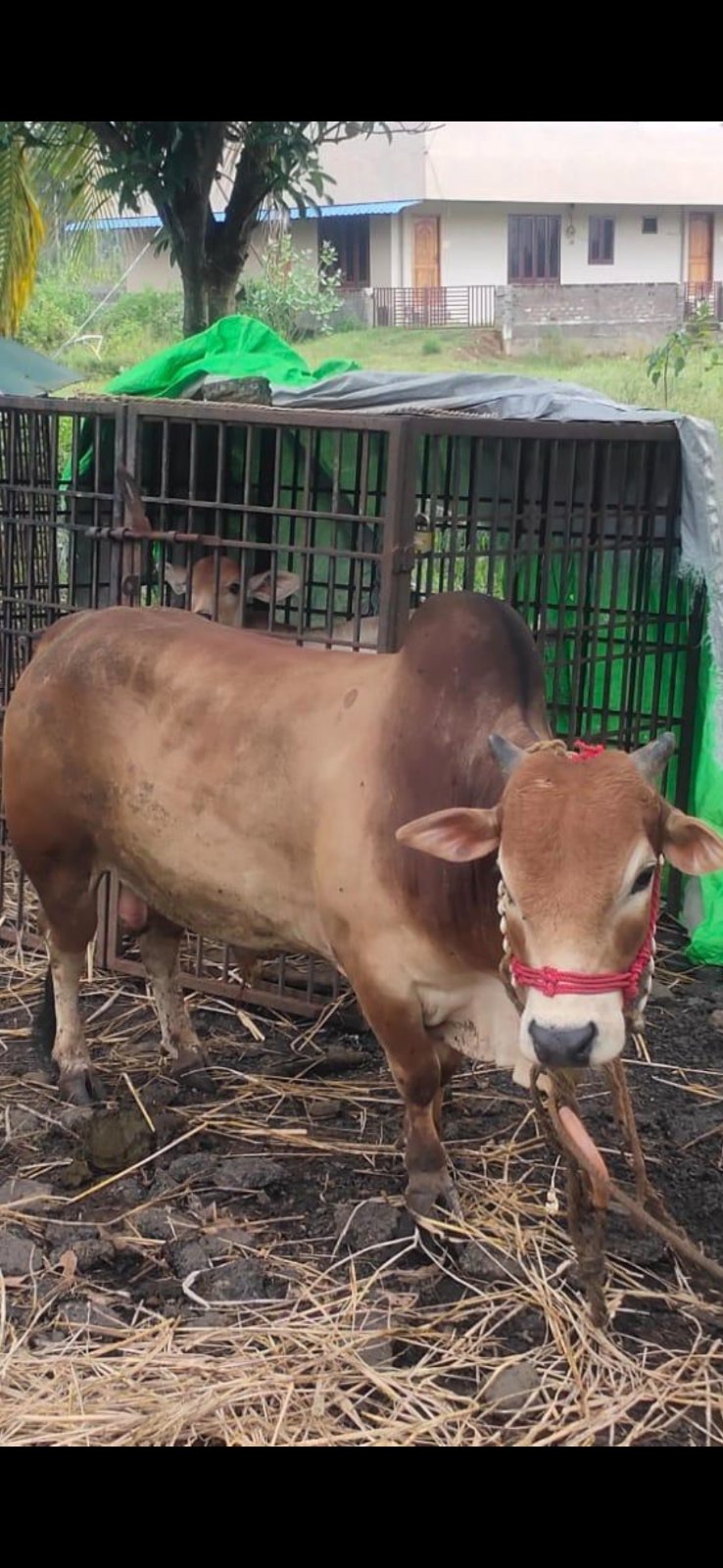 Punganur bull in East Godavari, Andhra Pradesh — for sale on Go-LX (photo 2)