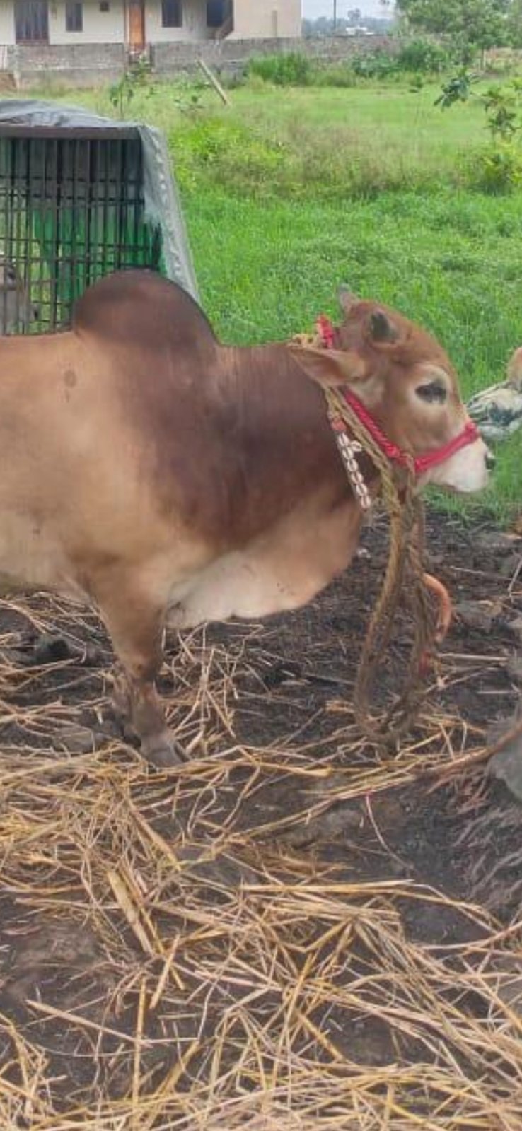 Punganur bull in East Godavari, Andhra Pradesh — for sale on Go-LX (photo 3)