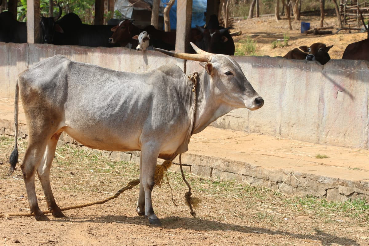 Amrit bull in Mysuru, Karnataka — for sale on Go-LX (photo 2)