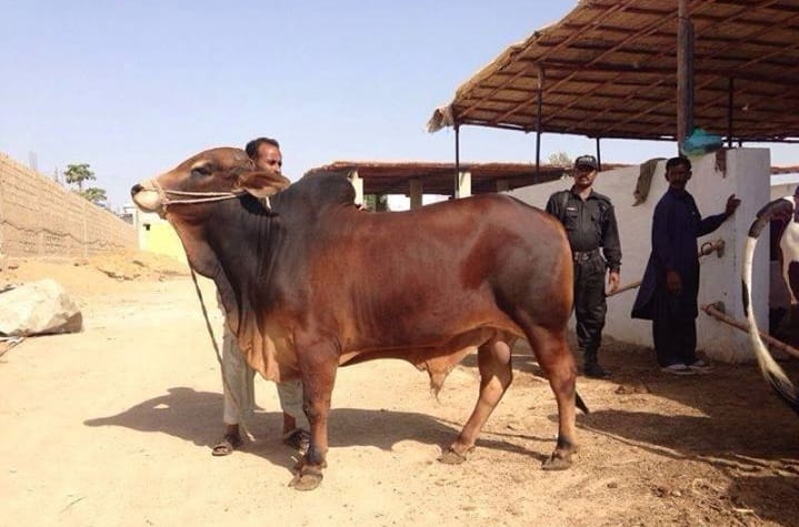 Red Sindhi cow — Sindh